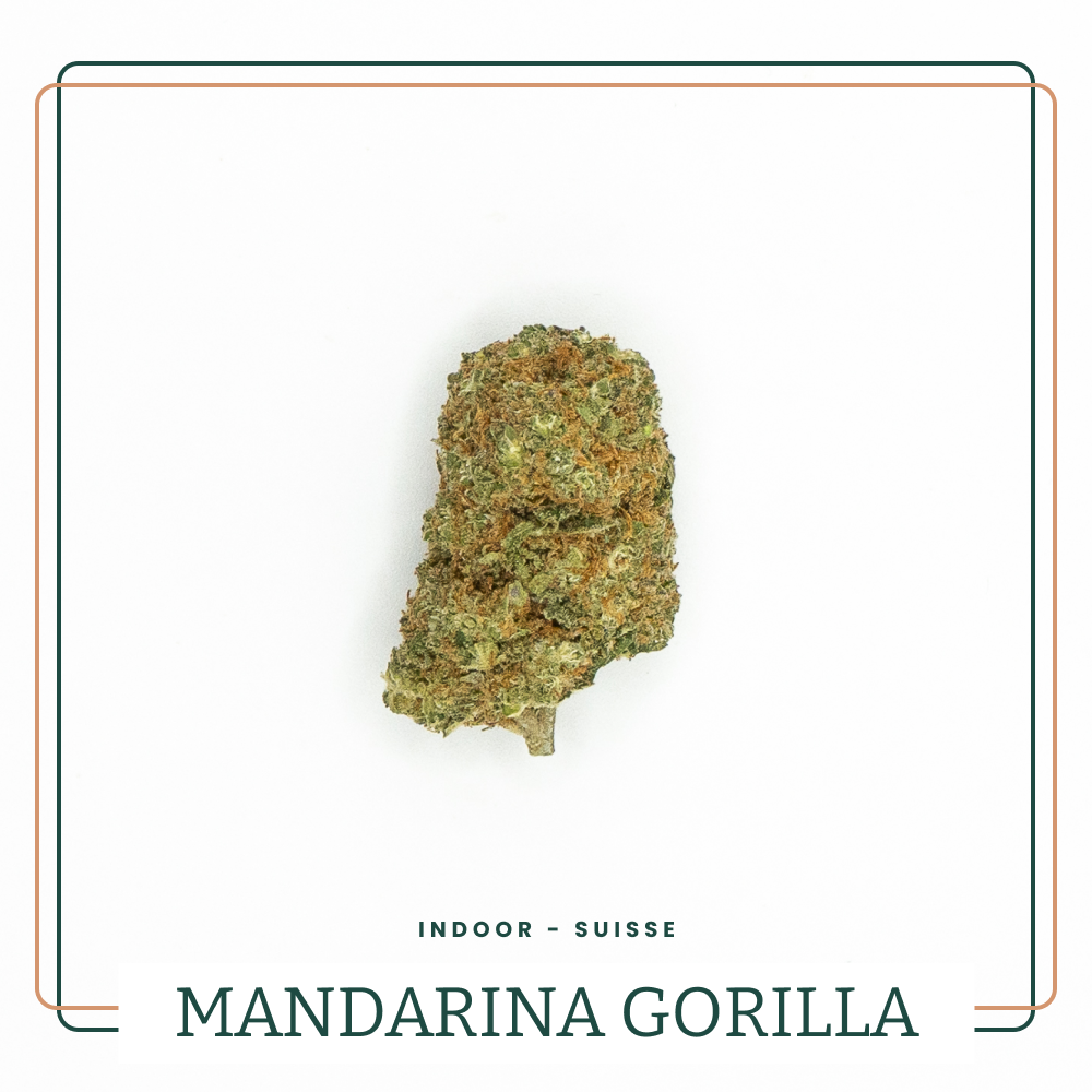 Gorilla Mandarine 🍊