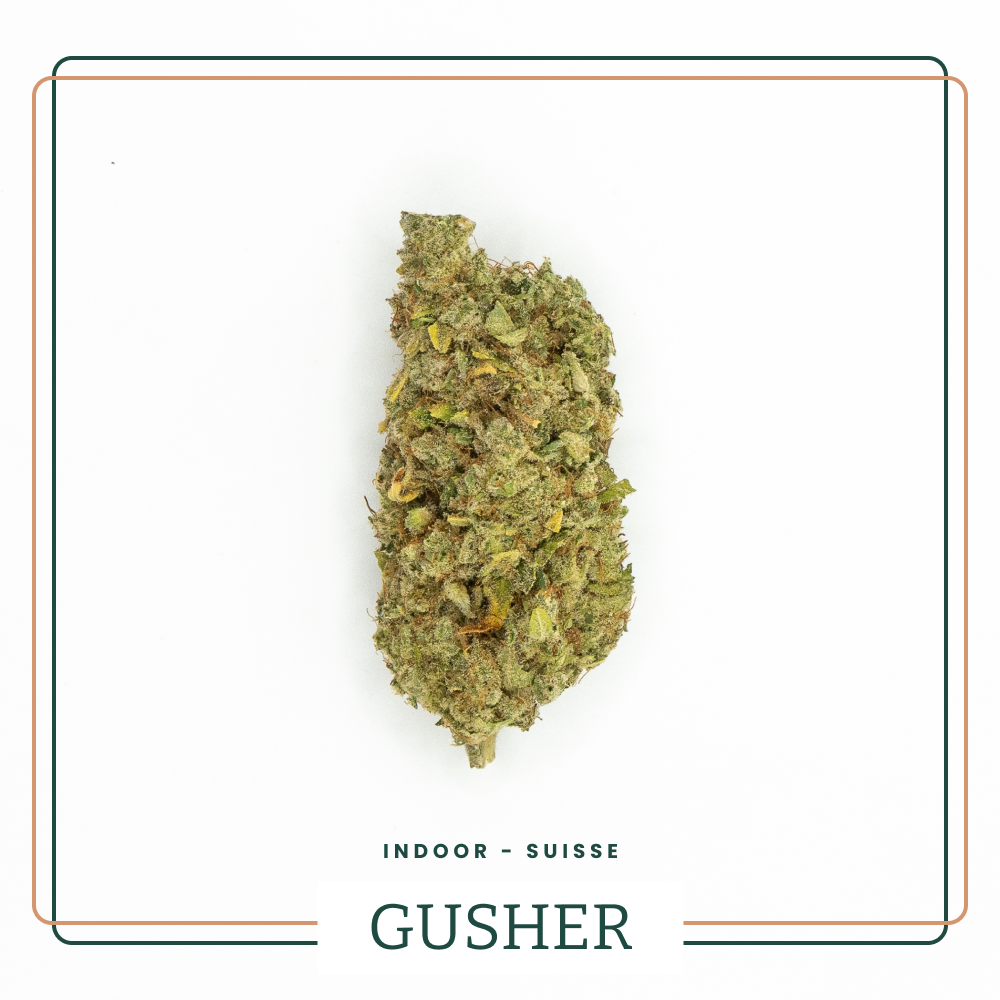 Gusher 🌰