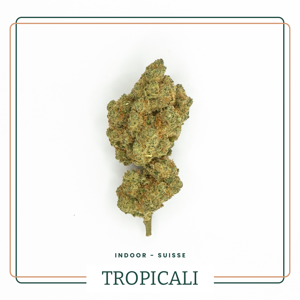 Tropicali 🌴