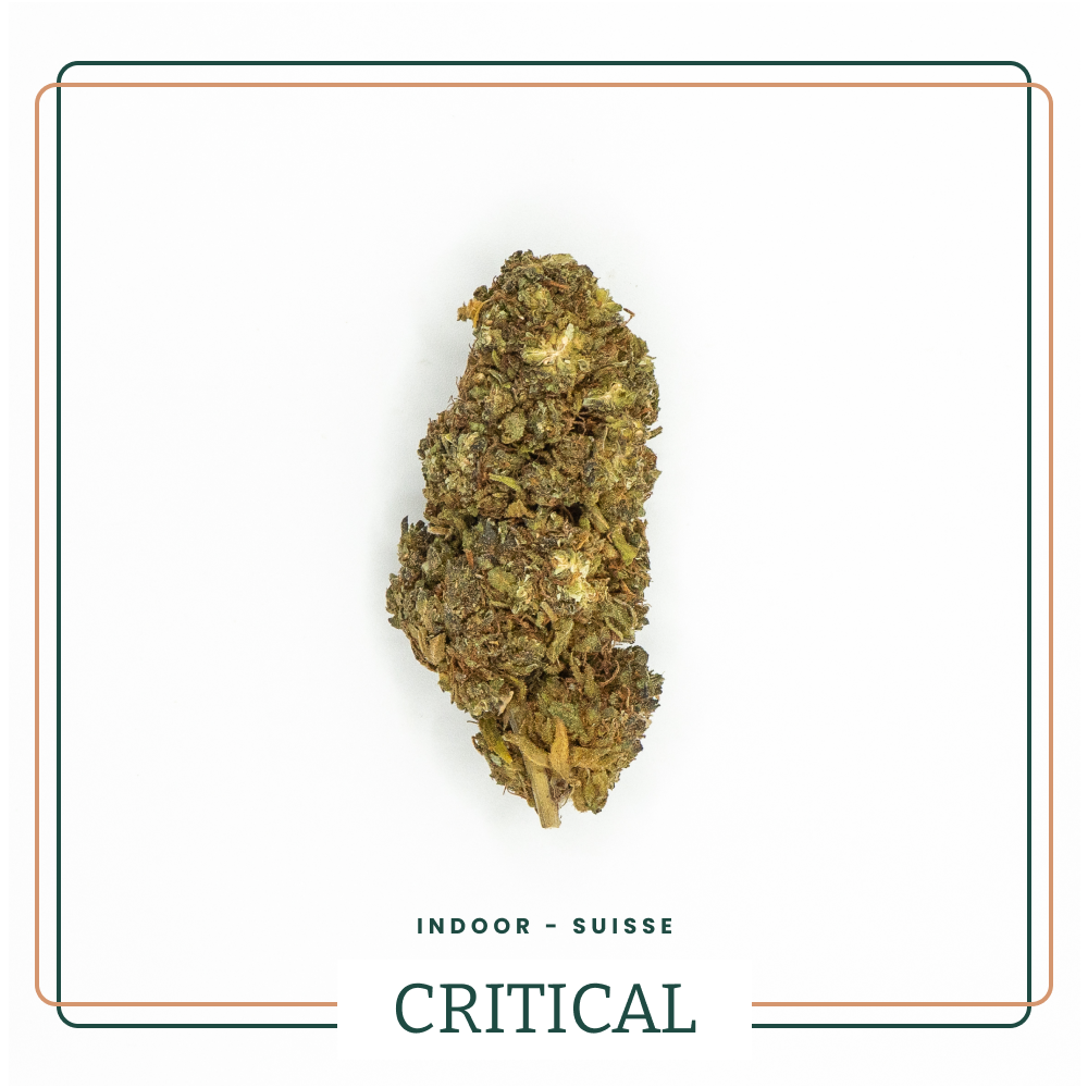 Fleur CBD Critical Greenhouse AOMA Grossiste