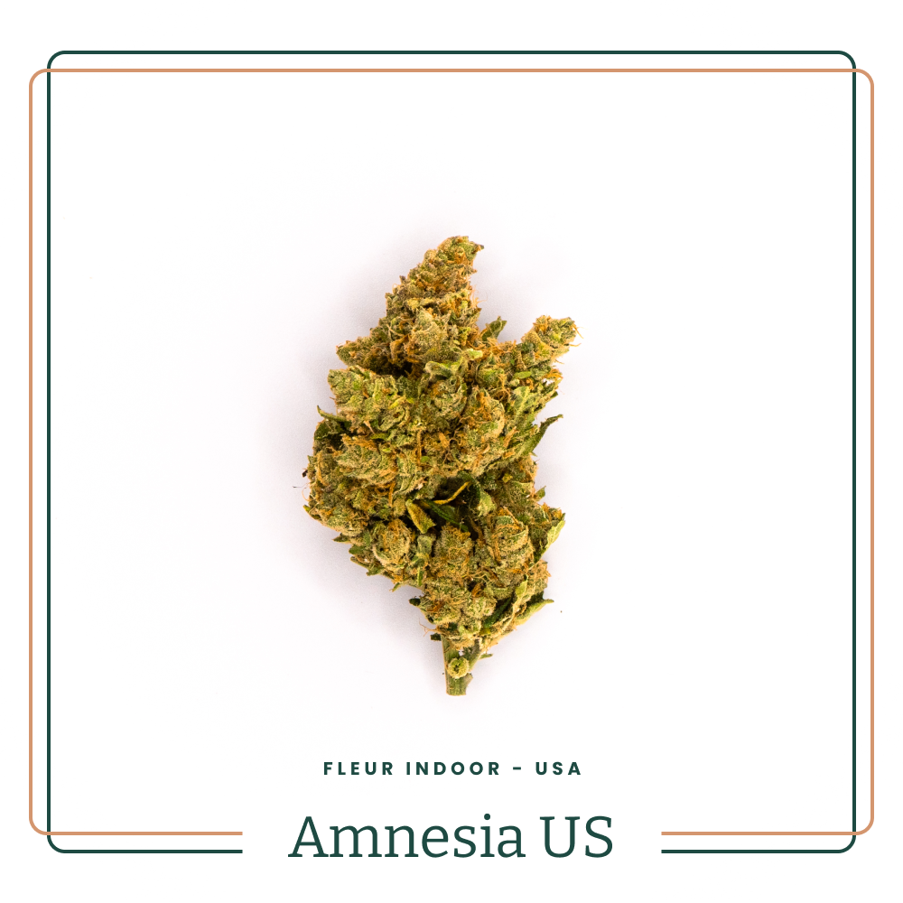Amnesia 😶🌫️