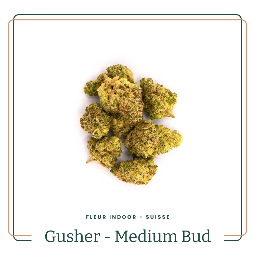 Gusher 🌰 - Medium buds