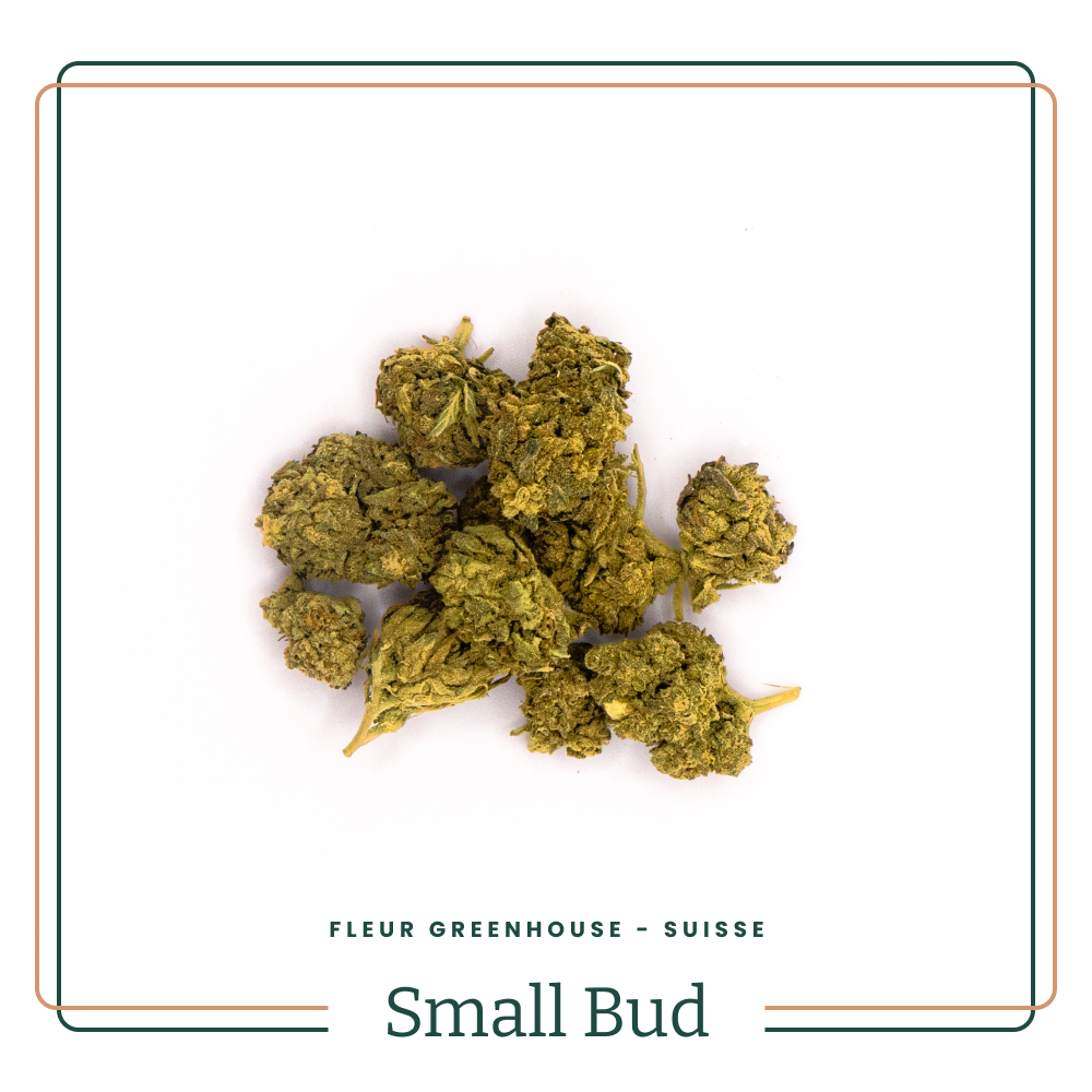 Small Bud - Greenhouse Amnesia