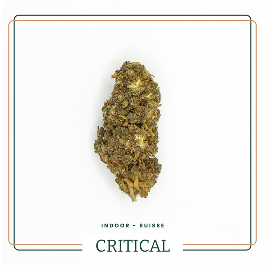 Fleur CBD Critical Greenhouse AOMA Grossiste