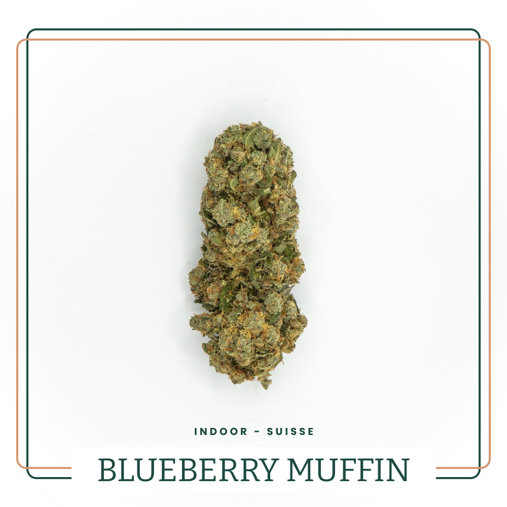 Fleur CBD Blueberry Muffin Indoor AOMA Grossiste