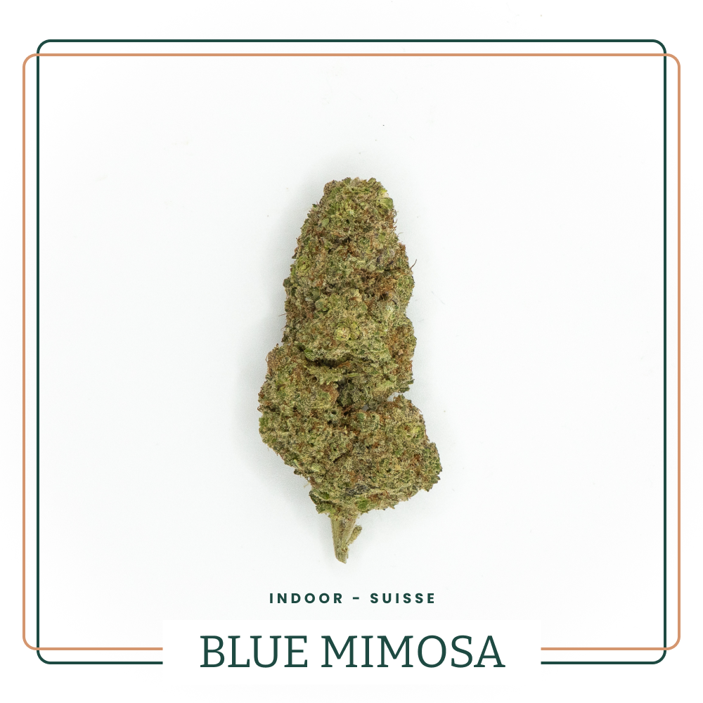 Blue Mimosa 🫐