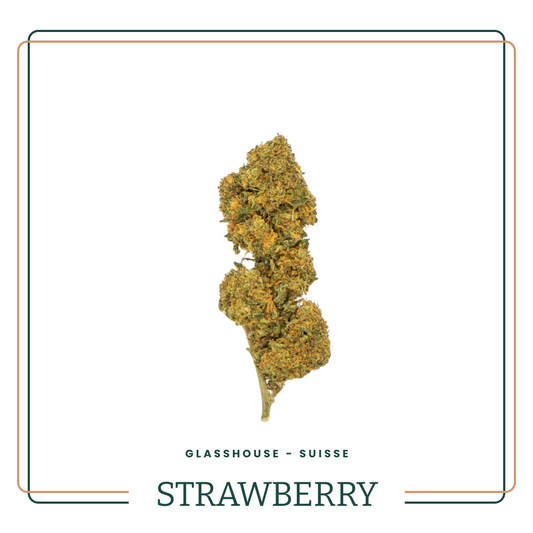 Fleur CBD Strawberry Big Bud Glasshouse Suisse AOMA