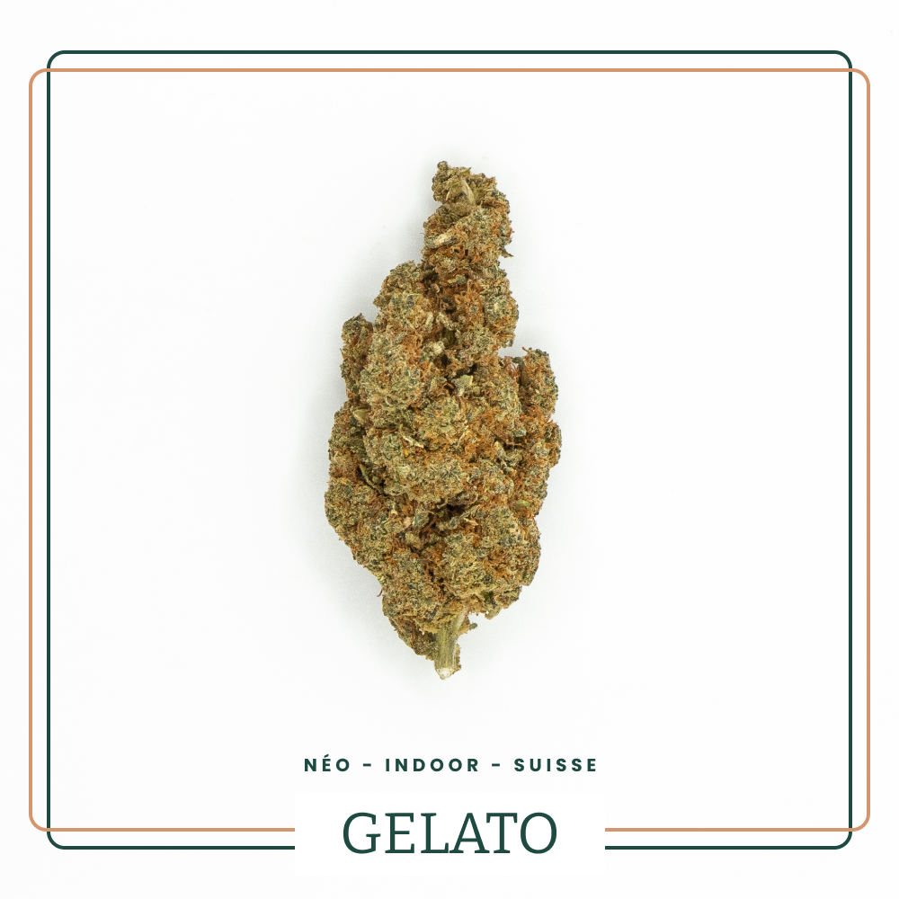 Fleur THS Small Bud Gelato Néo AOMA