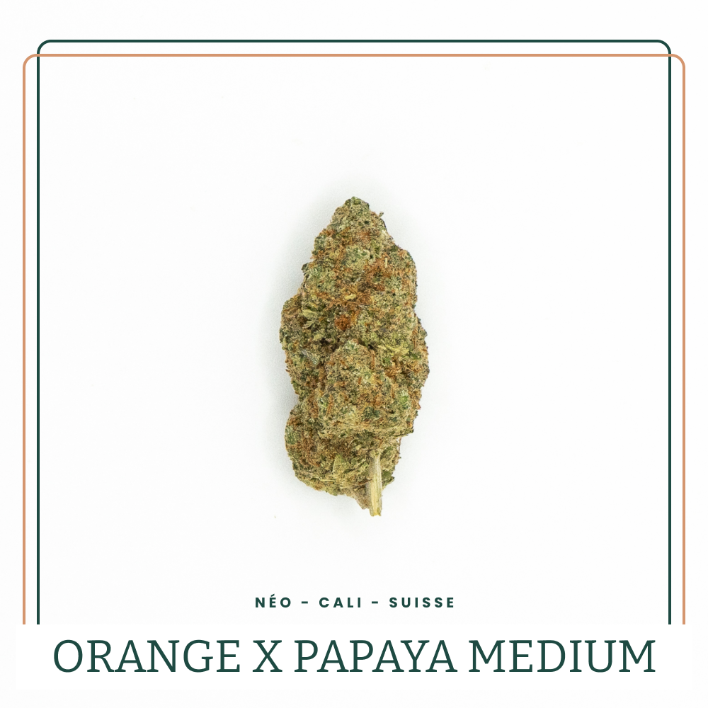 Fleur THS Greenhouse Orange Papaya Medium Néo AOMA