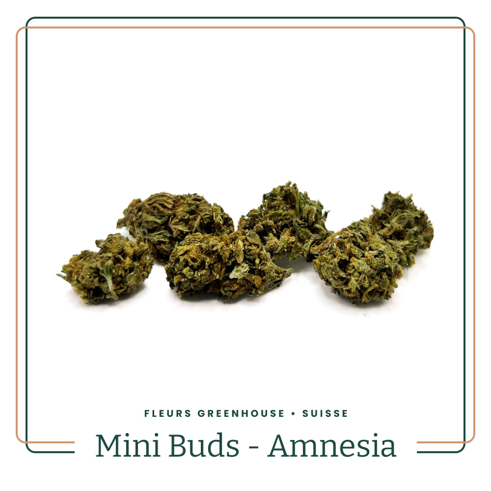 fleur-cbd-mini-buds-amnesia