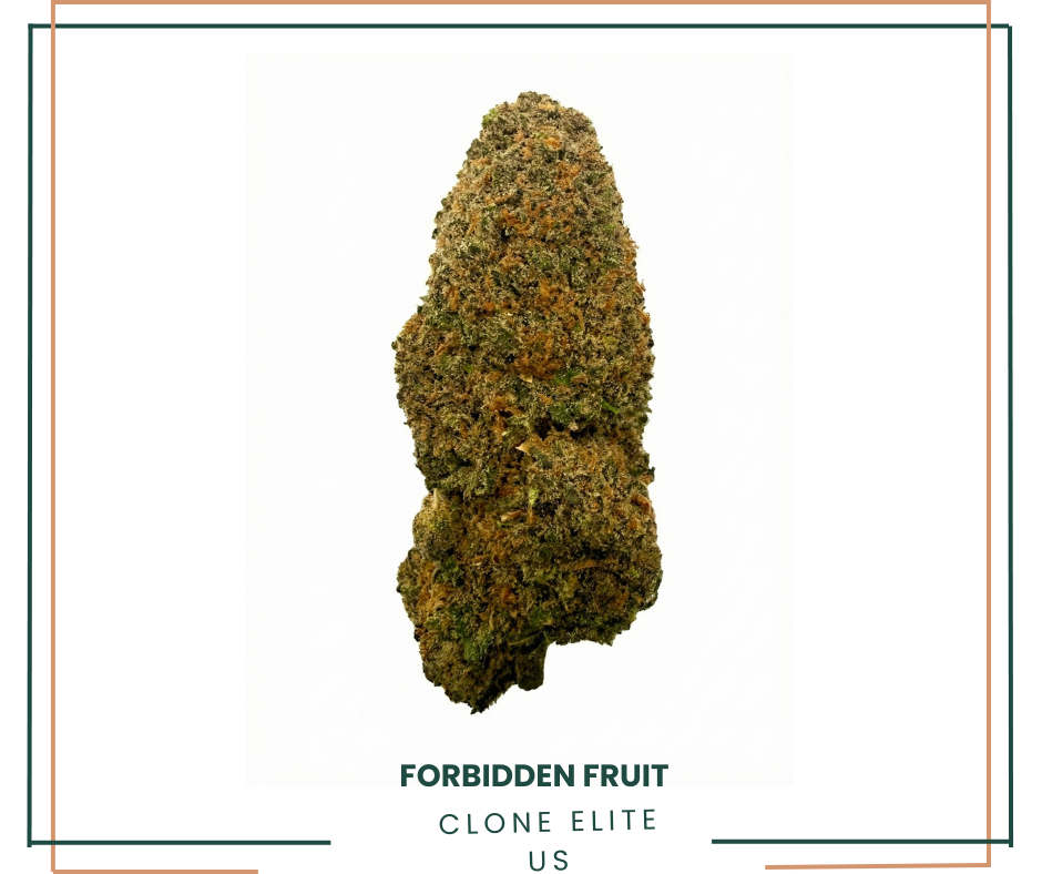 Fleur CBD Forbidden Fruit Indoor Premium AOMA Grossiste