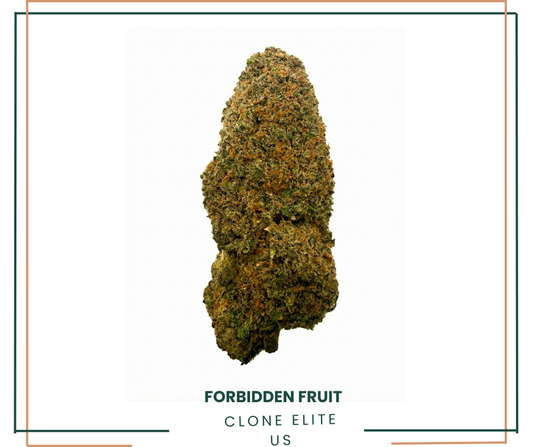 Fleur CBD Forbidden Fruit Indoor Premium AOMA Grossiste