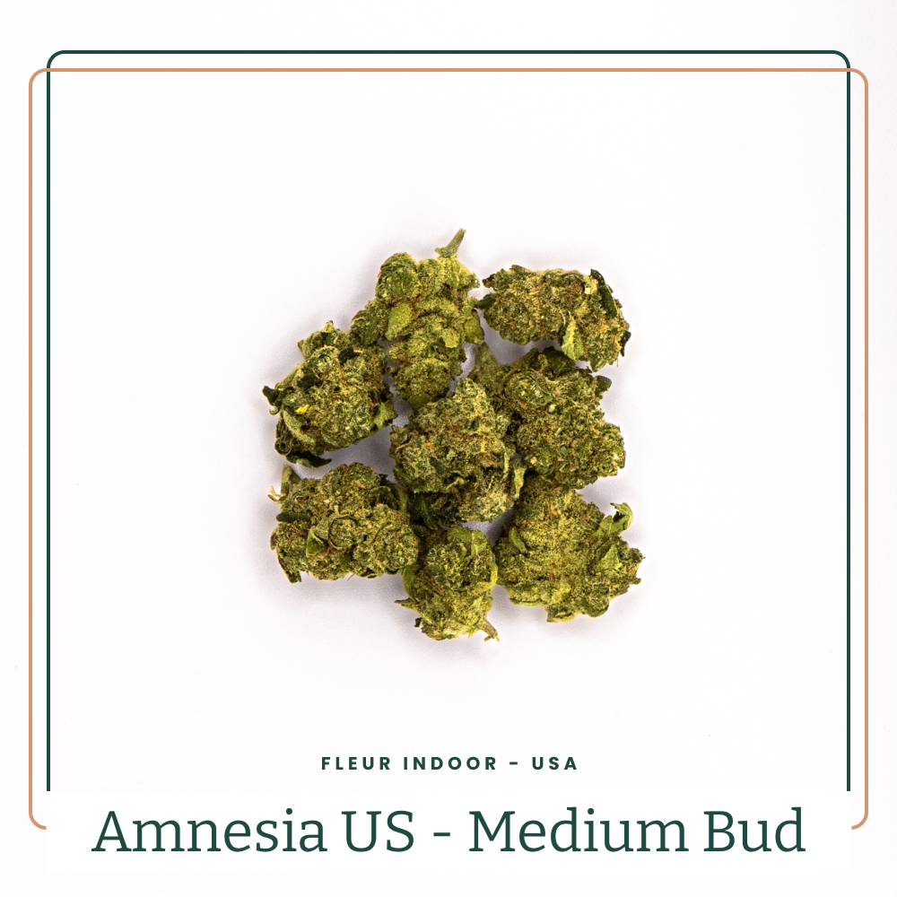 Amnesia - Medium buds